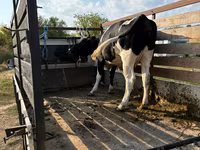 Kuh, Russian Black pied cattle — Foto 1