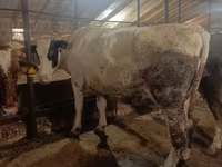 Vaca, Simmental cattle — foto 4