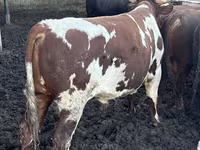 Bulle, Simmental cattle — Foto 8