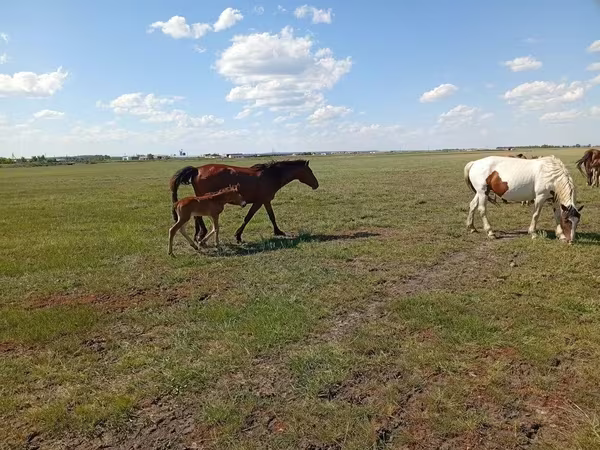 Stute, Kinsky horse