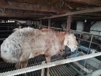 Խոյ, Edilbay sheep — լուսանկար 7