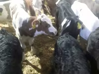 牛只（批次，未指定性别）, Cattle — 照片 7