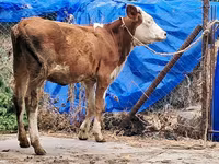 Kuh, Simmental cattle — Foto 7