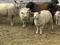 Carneiro, Dorper sheep — foto 8