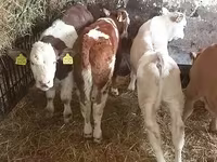 Bull, Simmental cattle — photo 2