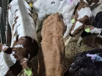 Bulle, Simmental cattle — Foto 1