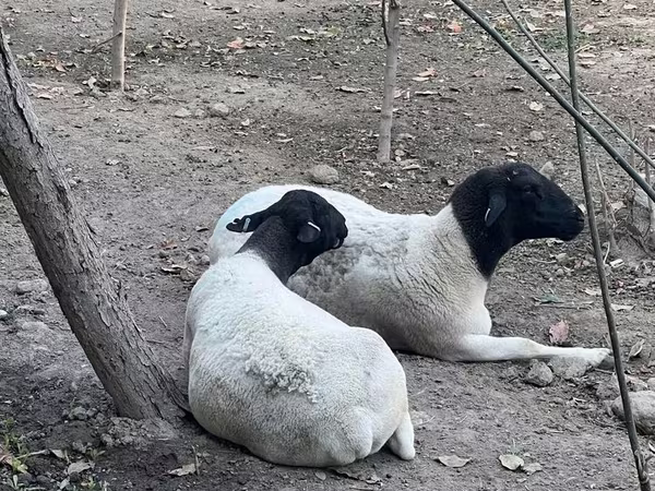 Қой, Dorper sheep