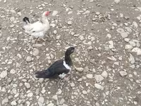 Ducks — foto 3