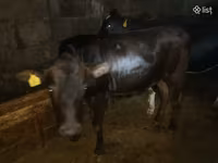 Bull, Cattle — photo 1