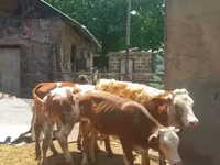 सांड, Simmental cattle — फ़ोटो 3