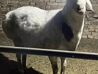 Խոյ, Afghan Arabi sheep — լուսանկար 1