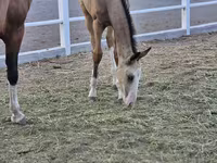 Ձի, Akhal-Teke — լուսանկար 3