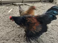 Gallina checa dorada veteada — foto 7
