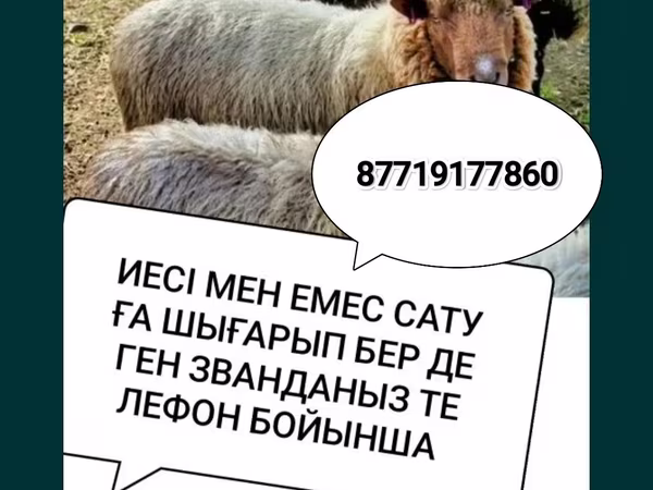 Ոչխար, Ոչխարներ