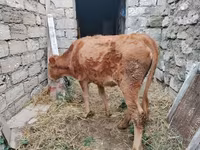 Vaca, Ganado vacuno — foto 4