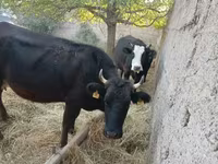 Cow, Cattle — photo 1
