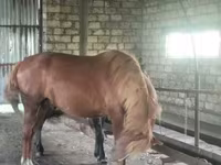 Hengst, Kustanai horse — Foto 4