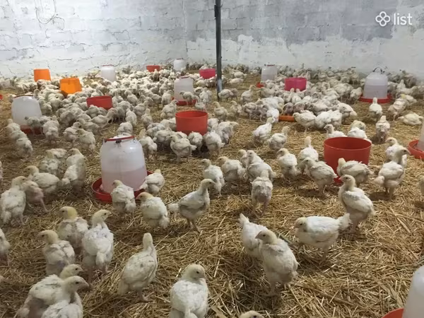 Американдық ойын