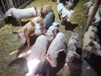 Sow, Pigs — photo 3