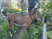Ешкі, Beetal goats — 1-сурет