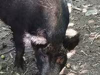 Säue, Schweine — Foto 3
