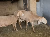 मेढ़ा, Arashan sheep — फ़ोटो 3