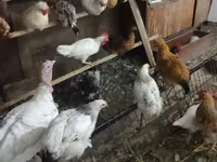 Leghorn — photo 2
