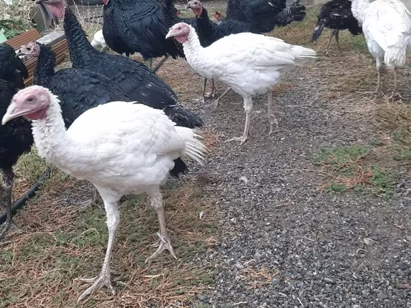 Turkeys