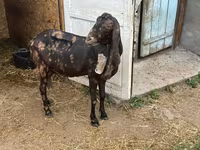 Ешкі, Kamori goats — 4-сурет