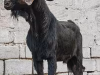 Արու այծ, Anatolian Black goats — լուսանկար 3