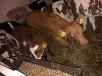 ثور, Simmental cattle — الصورة 2