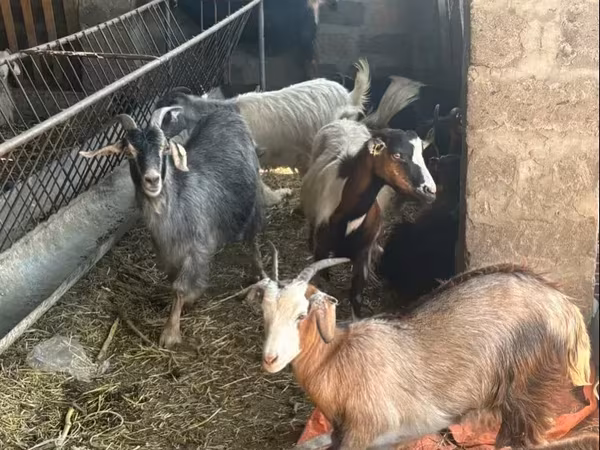 Էգ այծ, Այծեր