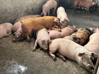 Boar, Дюрок — photo 2