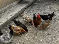 Chickens — फ़ोटो 5