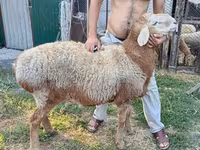 Қошқар, Rhon sheep — 4-сурет