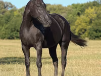 فرس, Quarter Horse — الصورة 4