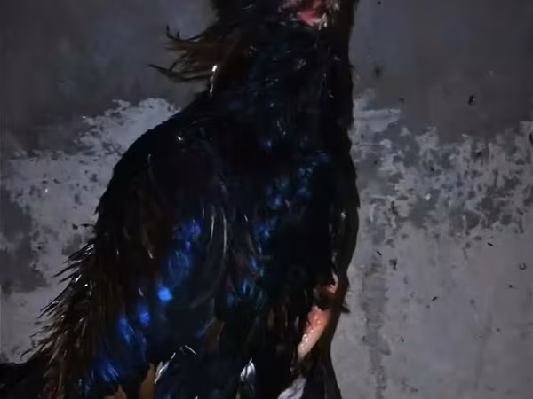 Chickens