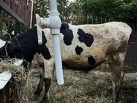 Bulle, Russian Black pied cattle — Foto 5