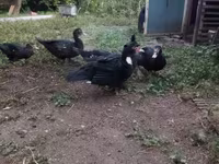 Ducks — الصورة 1