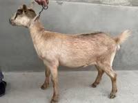 母山羊, Alpine goat — 照片 5