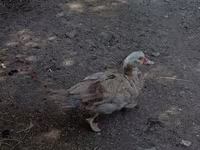 Ducks — Foto 3