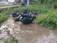 Ducks — الصورة 4