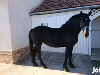 Mare, Hungarian horse breed — photo 2