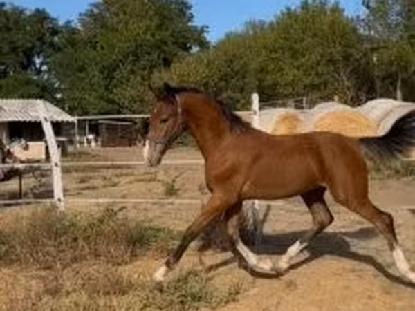 Айғыр, Dutch warmblood horse