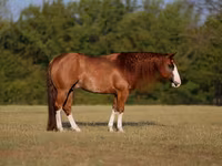 Hengst, Quarter Horse — Foto 1