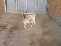 عنزة, Alpine goat — الصورة 3