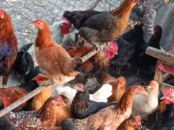 Chickens