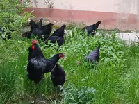 Moscú Negro — foto 6