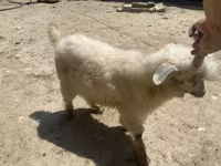 Էգ այծ, Angora goats — լուսանկար 2