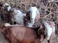 Ziege, Beetal goats — Foto 2